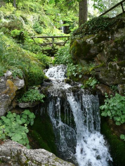 jardin botanique Jaysinia