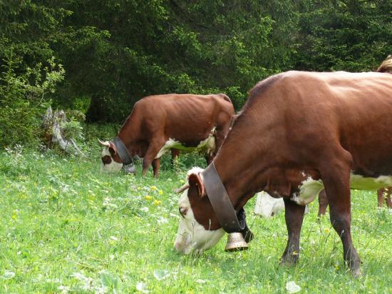 vache en liberté