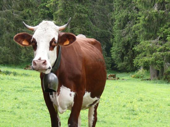 vache en liberté