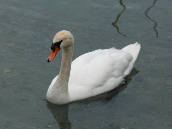 cygne