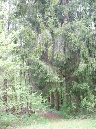 départ des balades en forêt